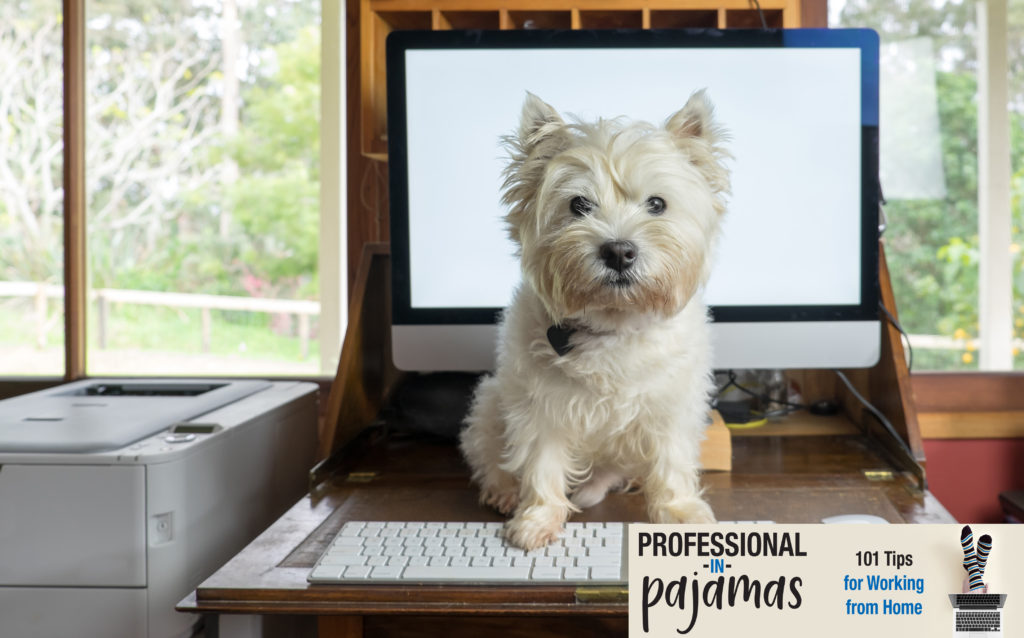 Dog on desk working from home